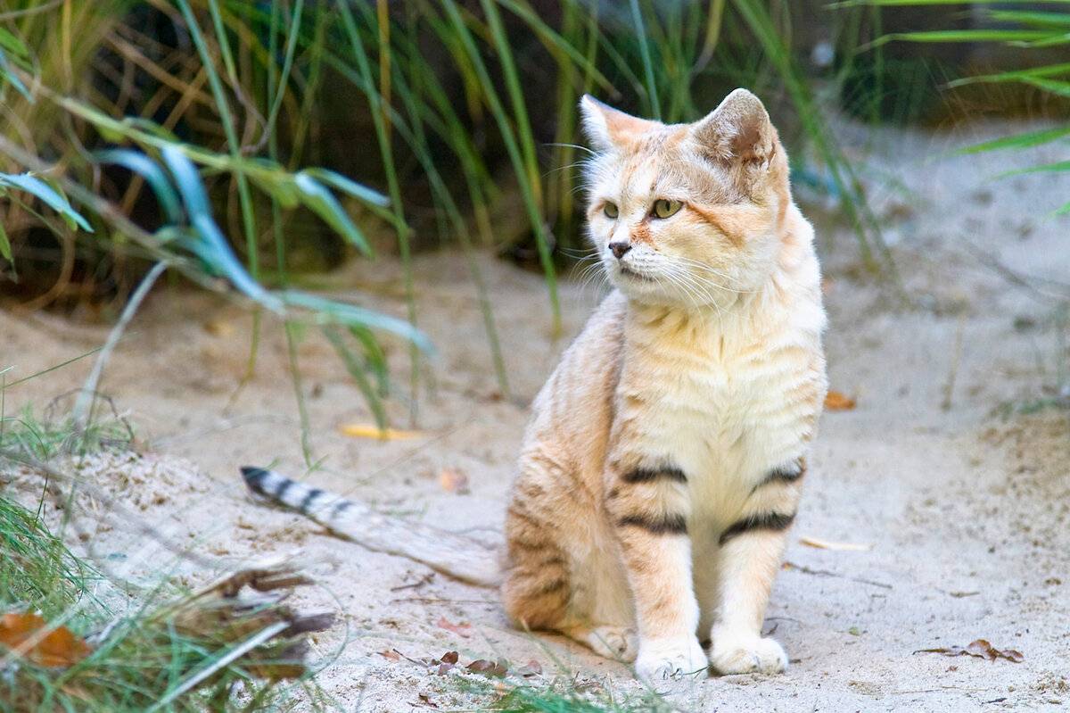 Барханный кот — самый маленький среди диких кошек