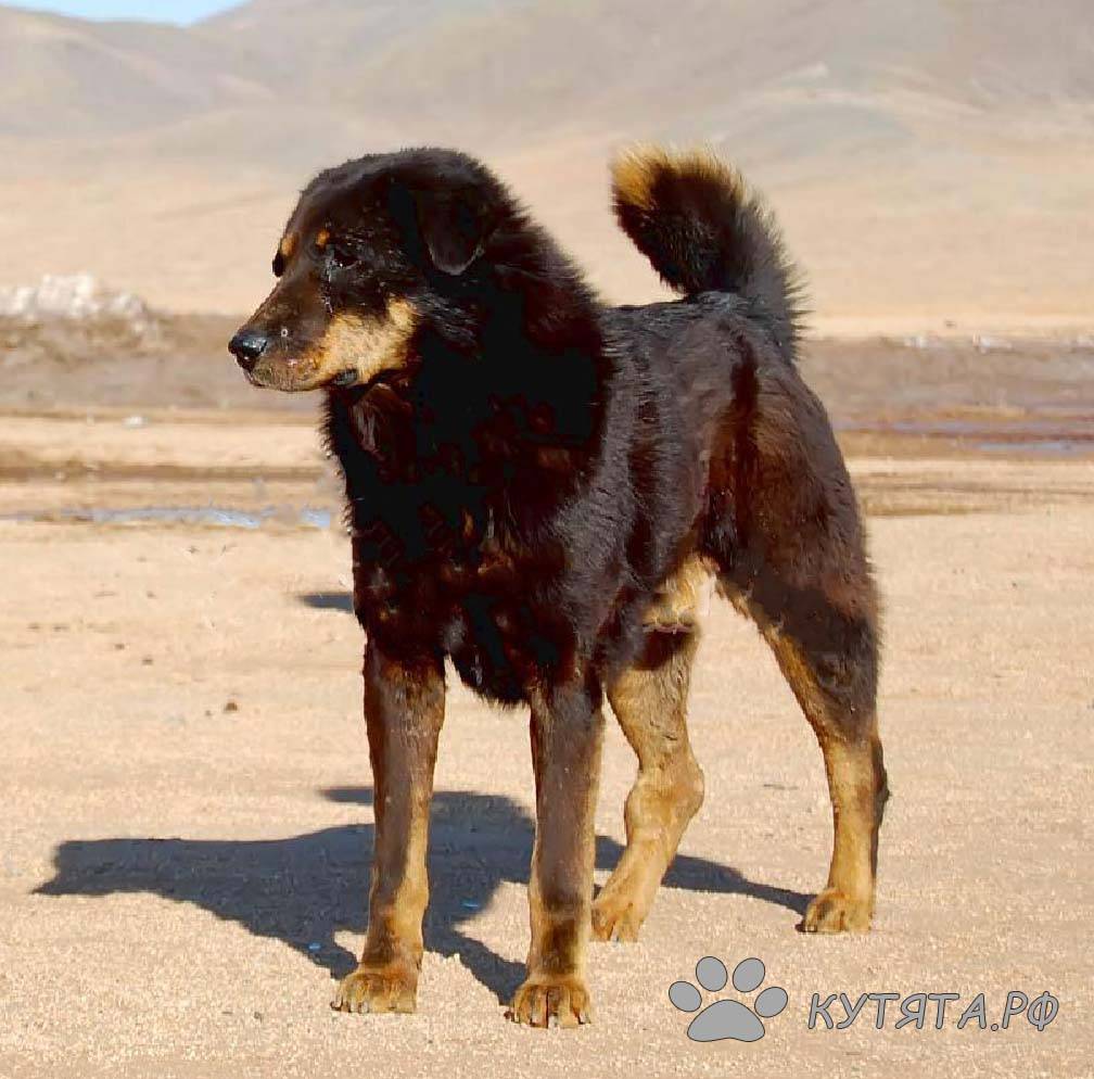 Монгольская овчарка банхар: описание породы
