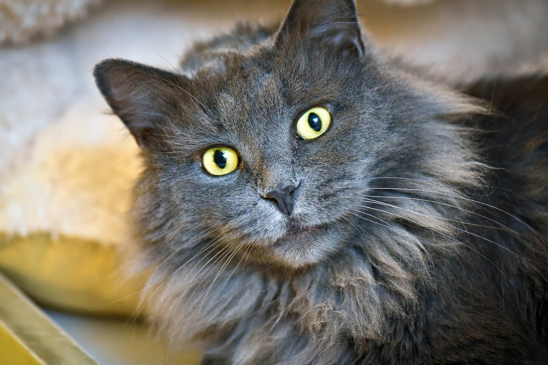 Кошка нибелунг (фото): дымчатый красавец с хорошими манерами