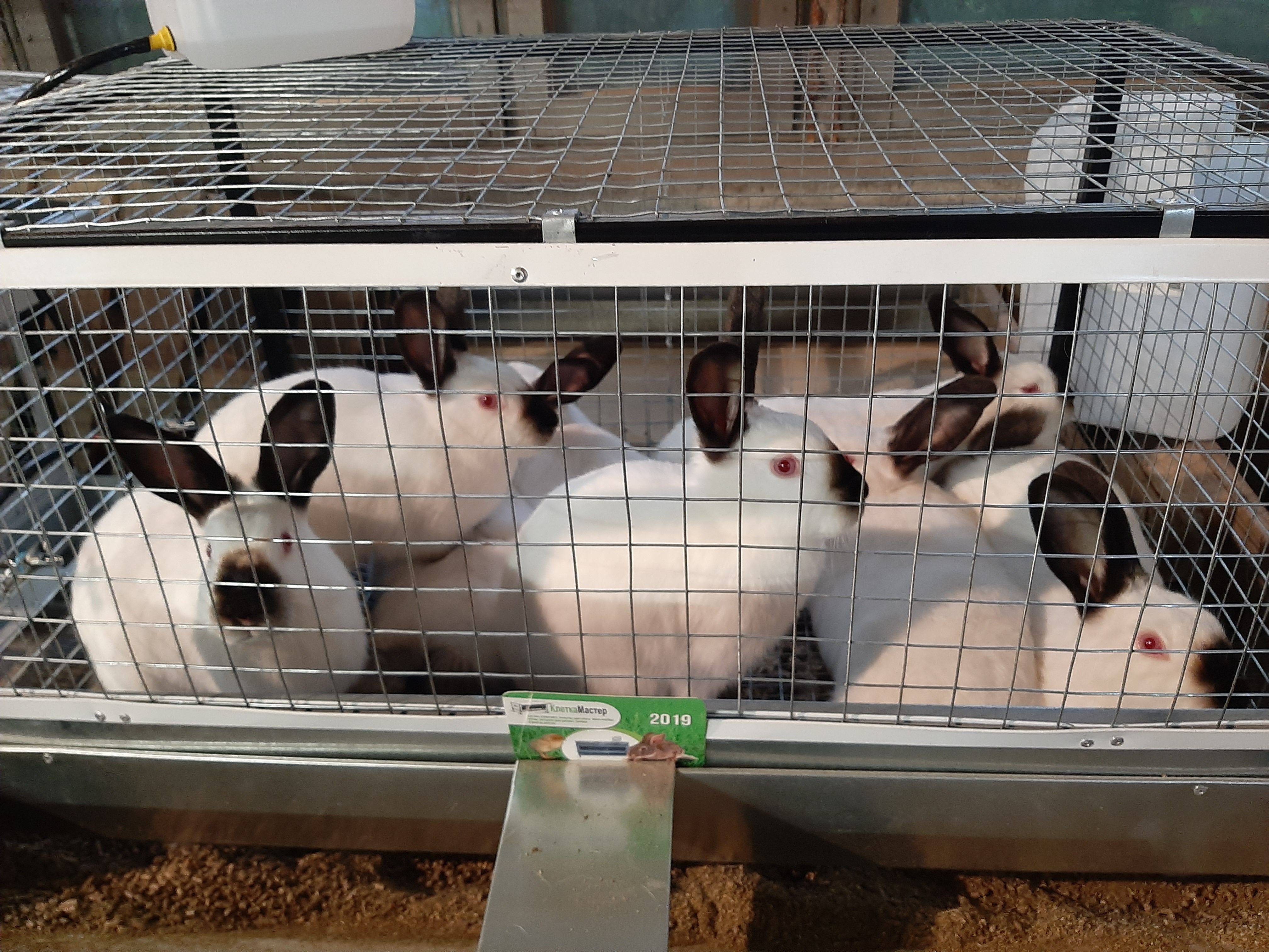 Какие породы кроликов лучше разводить на мясо в домашних условиях: таблица