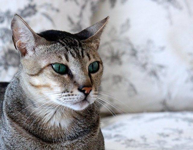 Кошки породы аравийский мау (17 фото): описание, особенности ухода за взрослыми кошками и котятами