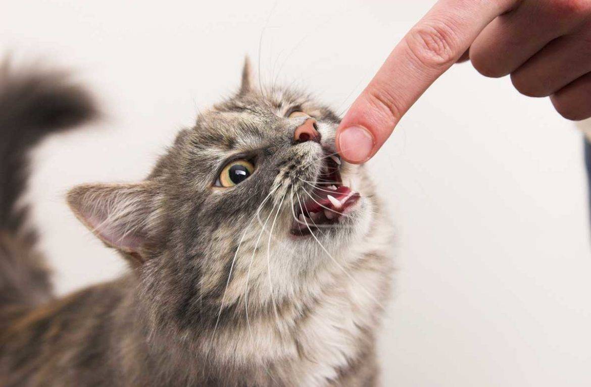 Почему кот кусается когда его гладишь и что делать в таком случае.