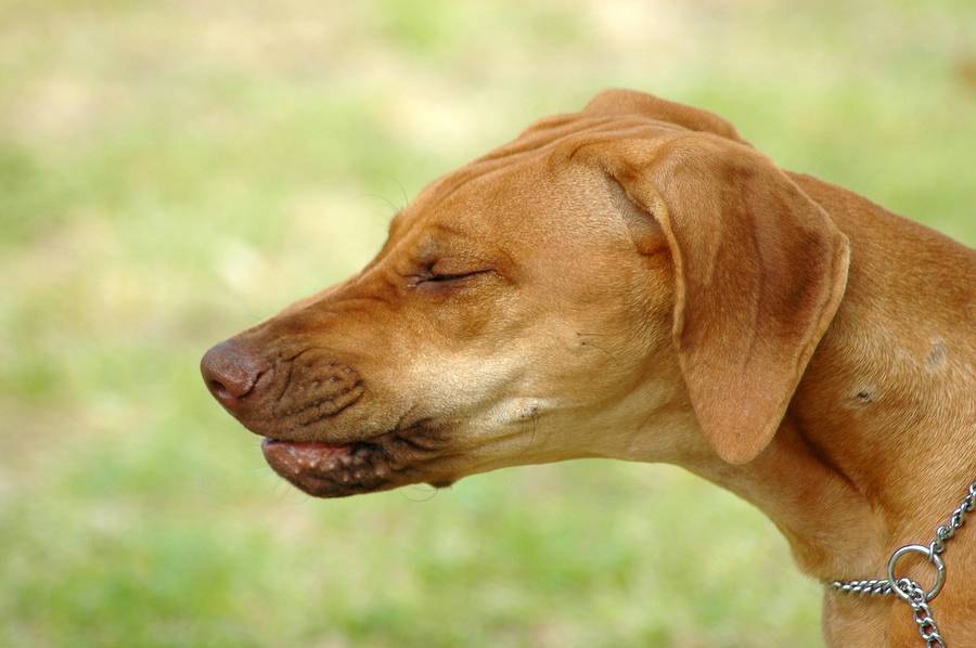Собака чихает: причины, лечение если фыркает, кашляет и другие симптомы