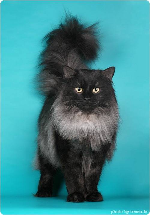 Британская длинношерстная кошка: описание породы с фотографиями
