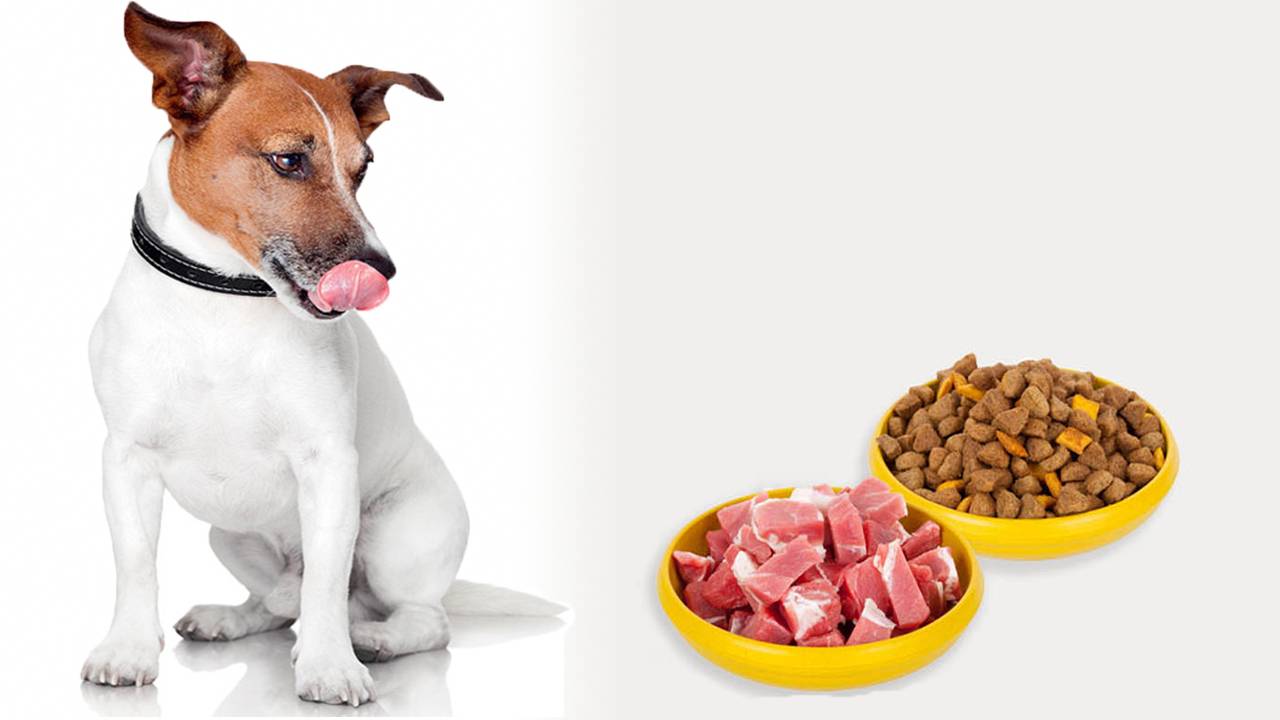 Как перевести на сухой корм собаку или кошку?