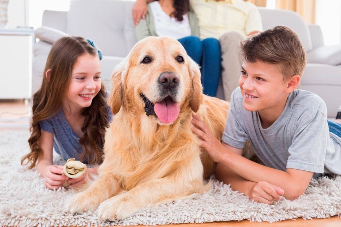 Какую собаку лучше завести в квартире: с детьми и кошкой