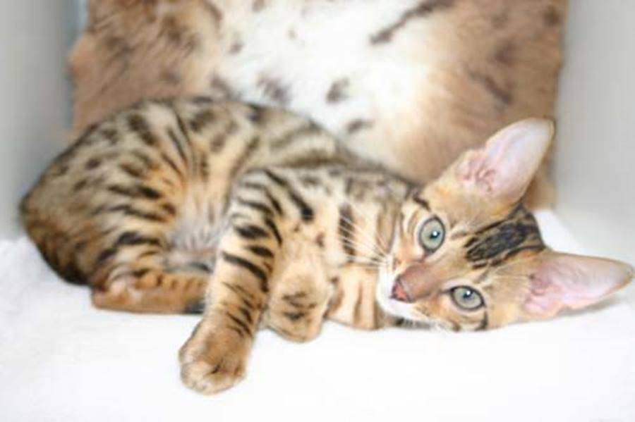 Кошка экзотической породы: характер экзота, уход за питомцем и его содержание, выбор котёнка, отзывы владельцев, фото короткошёрстного кота