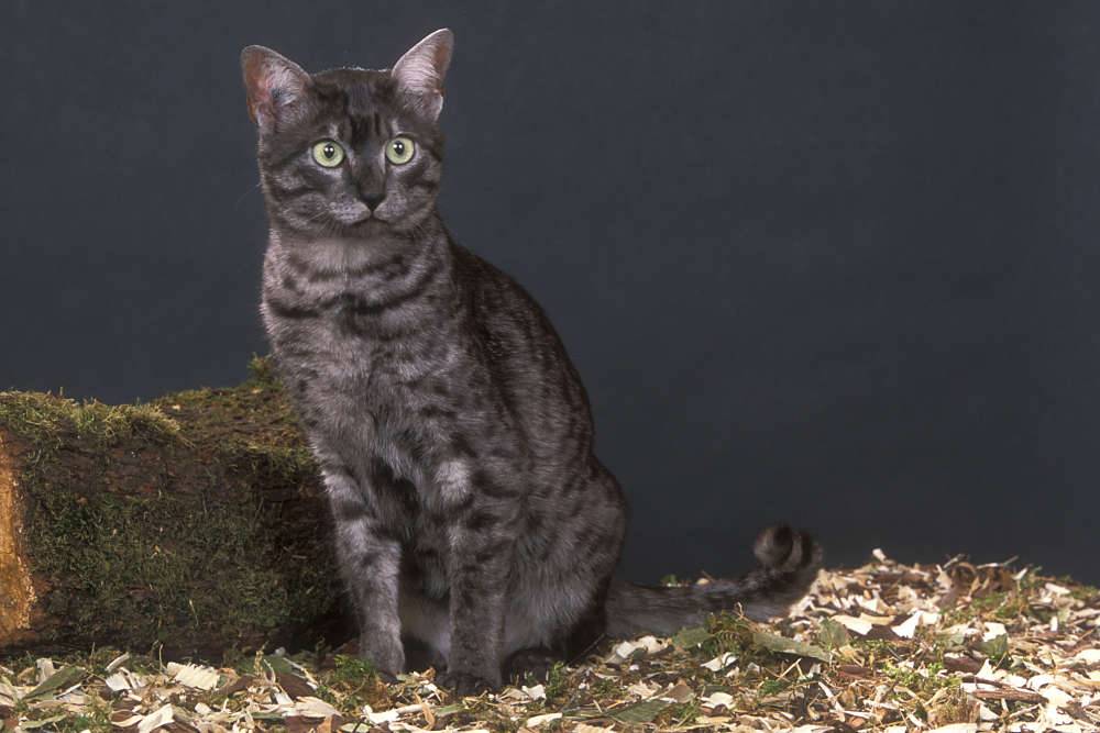 Топ-10 самых редких пород кошек в мире с фотографиями и названиями