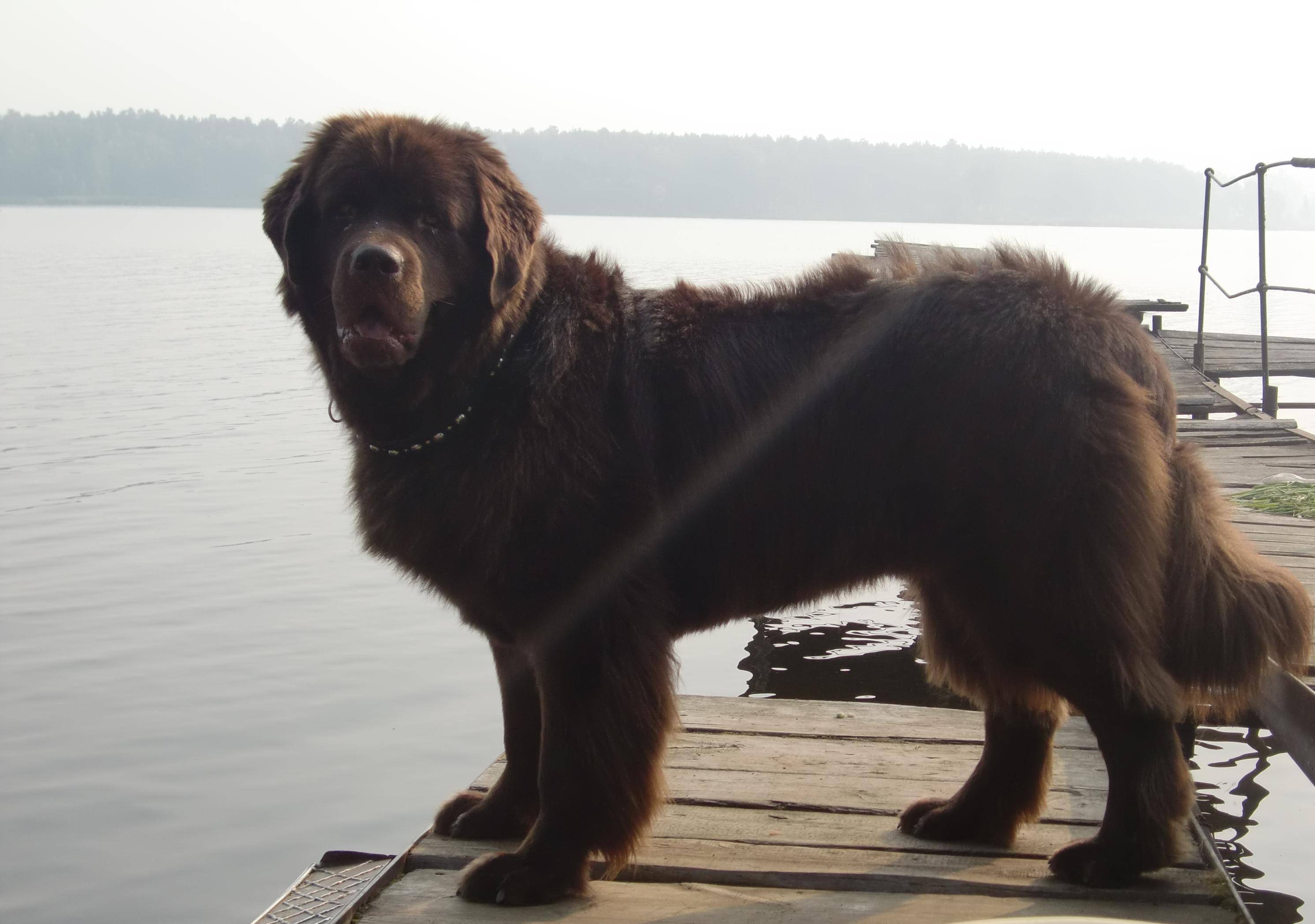 Ньюфаундленд (собака водолаз): описание породы, характер, фото, содержание и уход