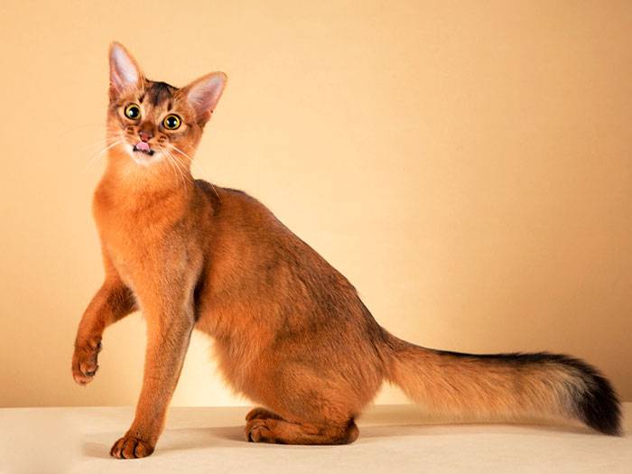 Сомалийская кошка (44 фото): описание котов породы сомали, особенности характера котят. варианты окраса