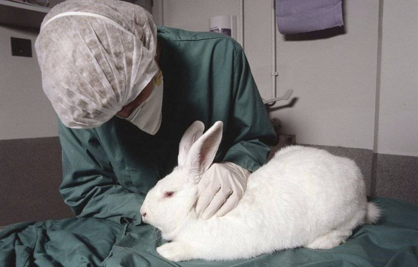 Геморрагическая болезнь кроликов -признаки, симптомы, лечение