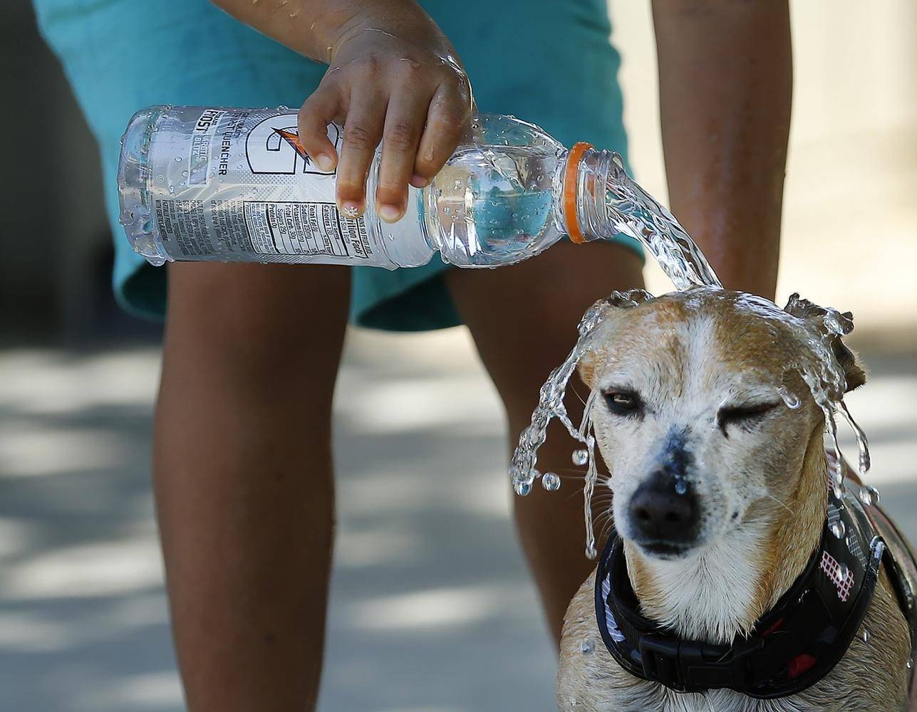 Больше воды и покоя. как ухаживать за домашними животными в жару