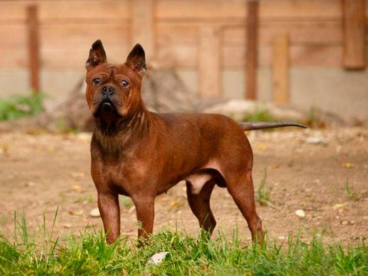 Чунцин  — очень  редкая порода собак