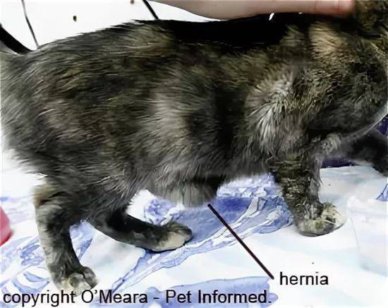 Пупочная грыжа у щенков и котят: причины, диагностика и лечение | блог ветклиники "беланта"