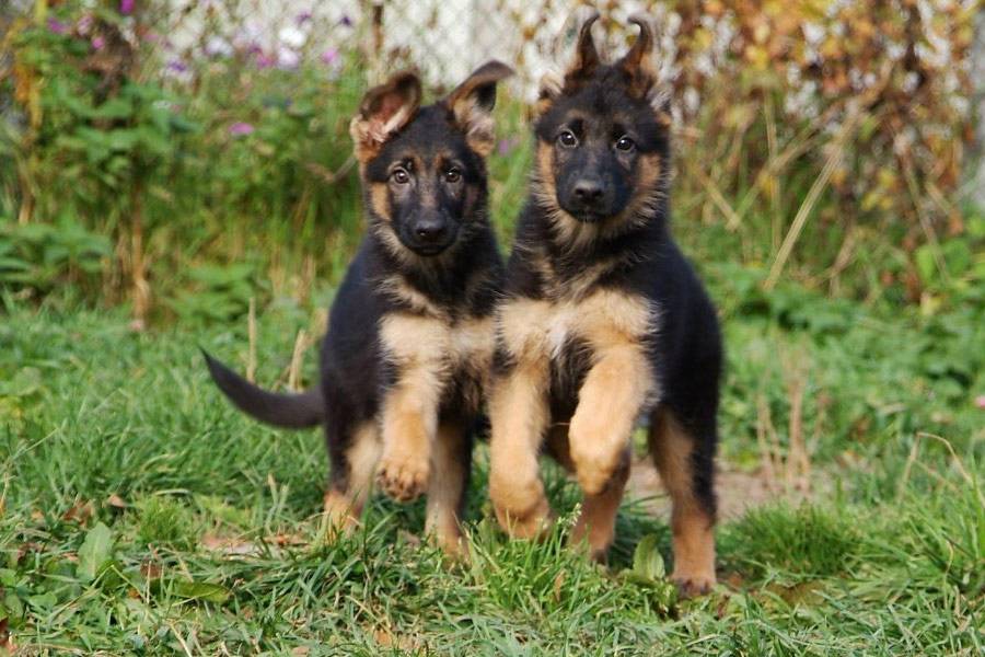 Характеристики щенков и взрослых собак немецких овчарок: внешность и характер