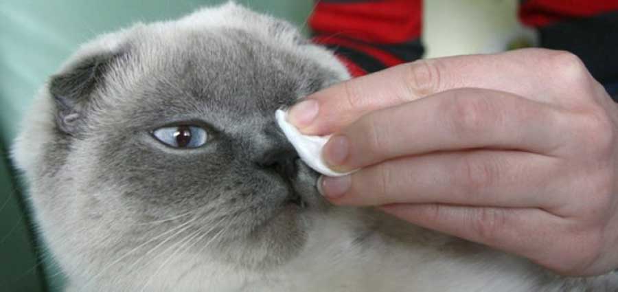 Как лечить аллергию у кошек в домашних условиях