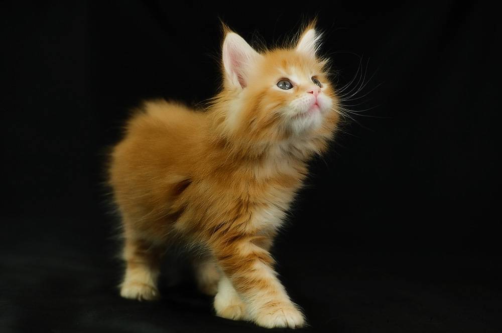 Как назвать рыжего кота: красивые, прикольные и необычные клички