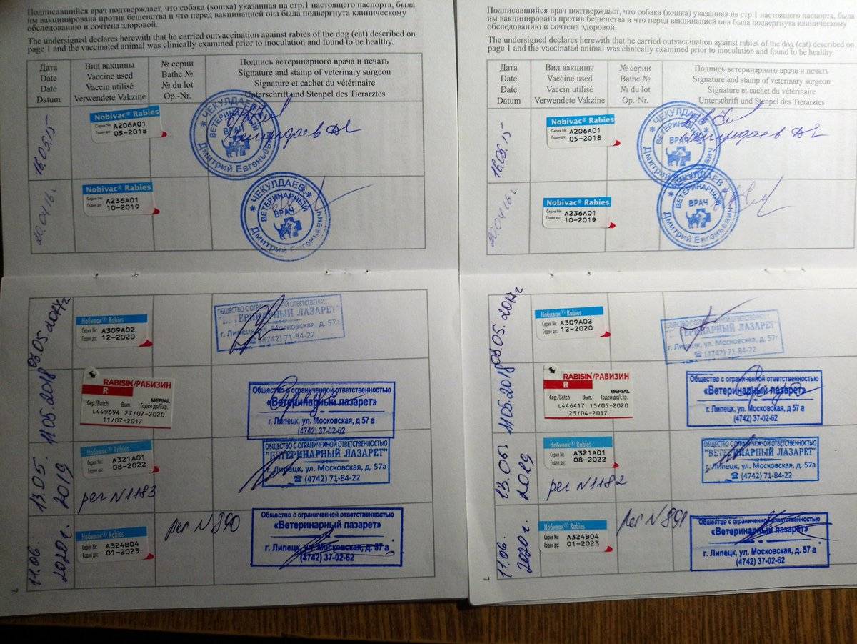 Профилактические прививки для кошек, виды вакцинации и сроки проведения | блог ветклиники "беланта"