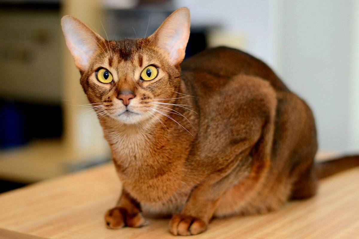 Абиссинская кошка: описание породы и уход