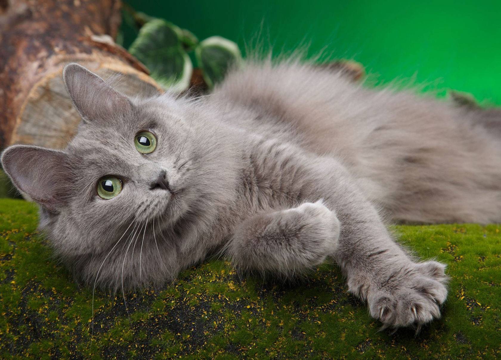 "песнь о нибелунгах" в мире кошек - кошки, породы кошек, кошки нибелунги, редкие породы кошек