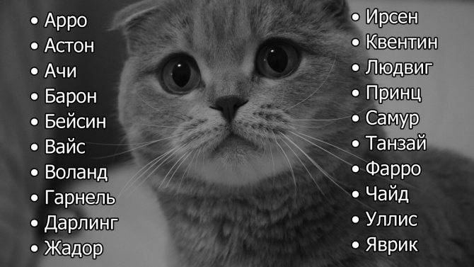 Имя для шотландской вислоухой кошки: популярные прикольные и красивые клички, которыми можно назвать серого котенка и другого цвета