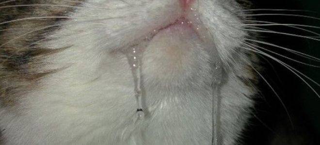 Почему у кота или кошки текут слюни изо рта (в том числе прозрачные как вода): причины слюнотечения, что делать и нужно ли лечить