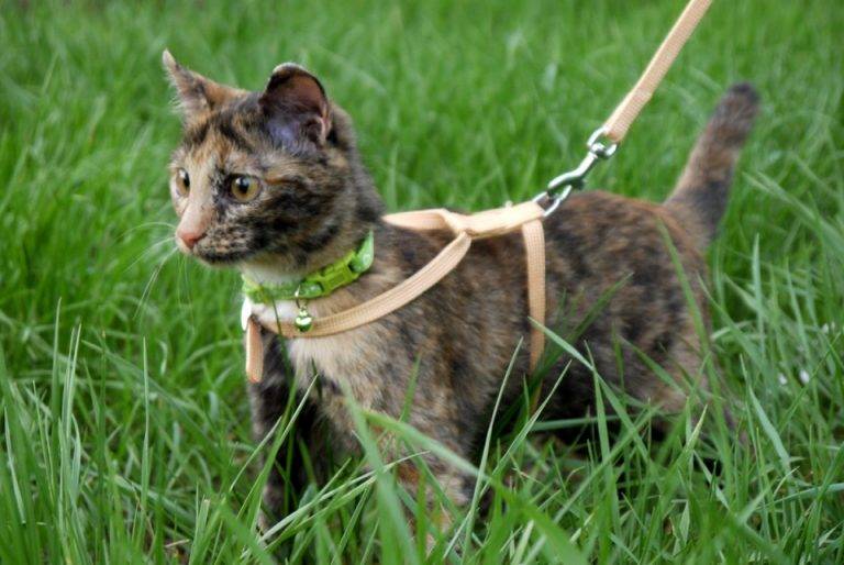 Как одевать шлейку на кота, поводок для прогулки на улице