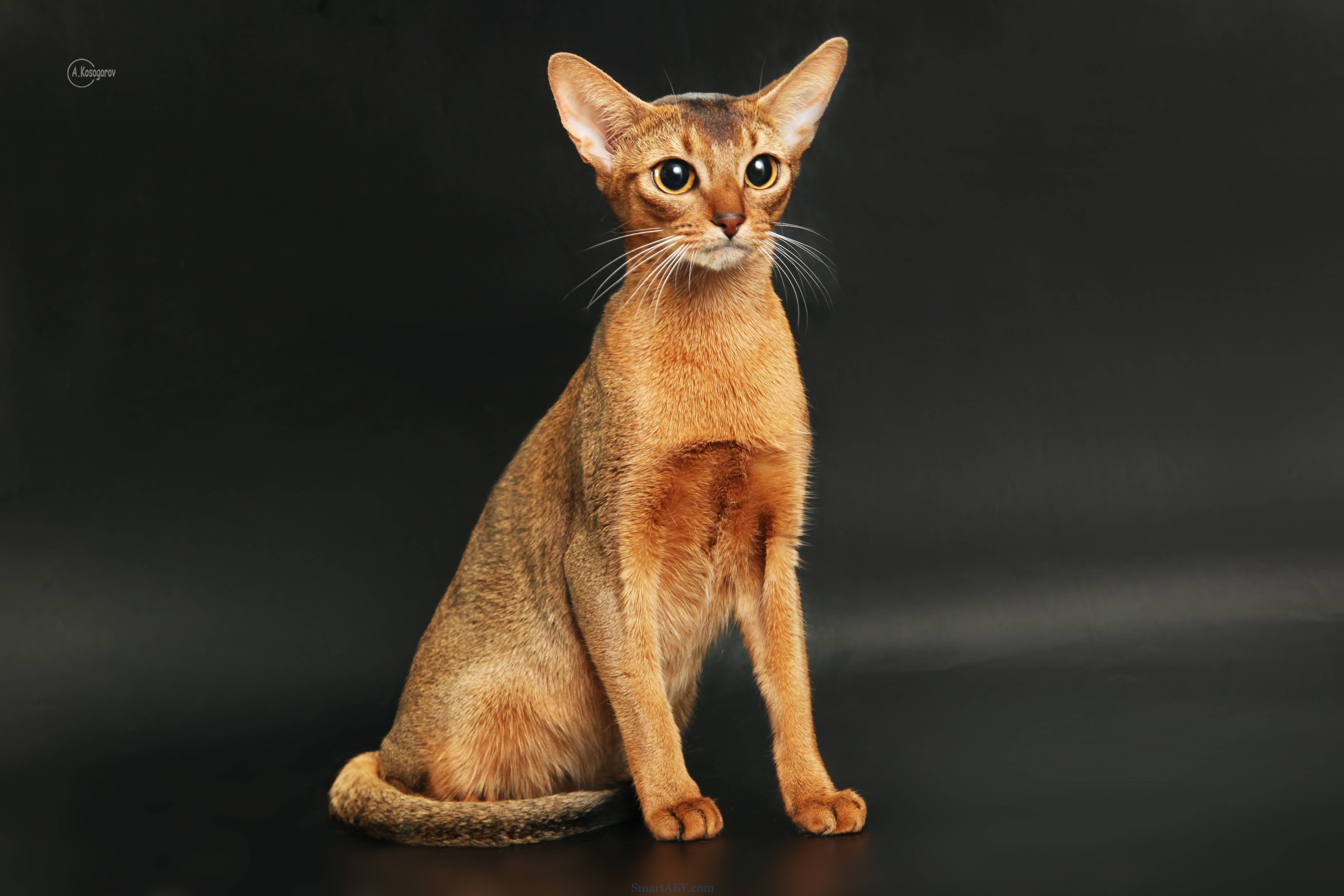 Абиссинские коты: внешний вид, характер, правила ухода и цены на самые дорогие в мире породы абиссинских кошек