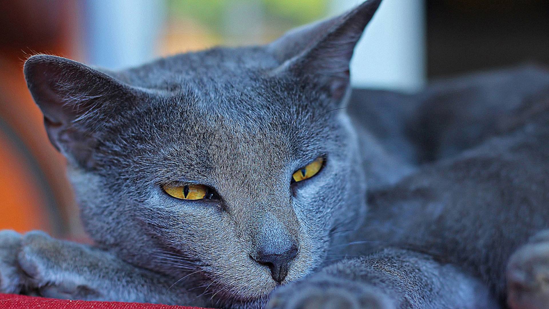 Картезианская кошка шартез: описание породы, 40 фото, цена котенка