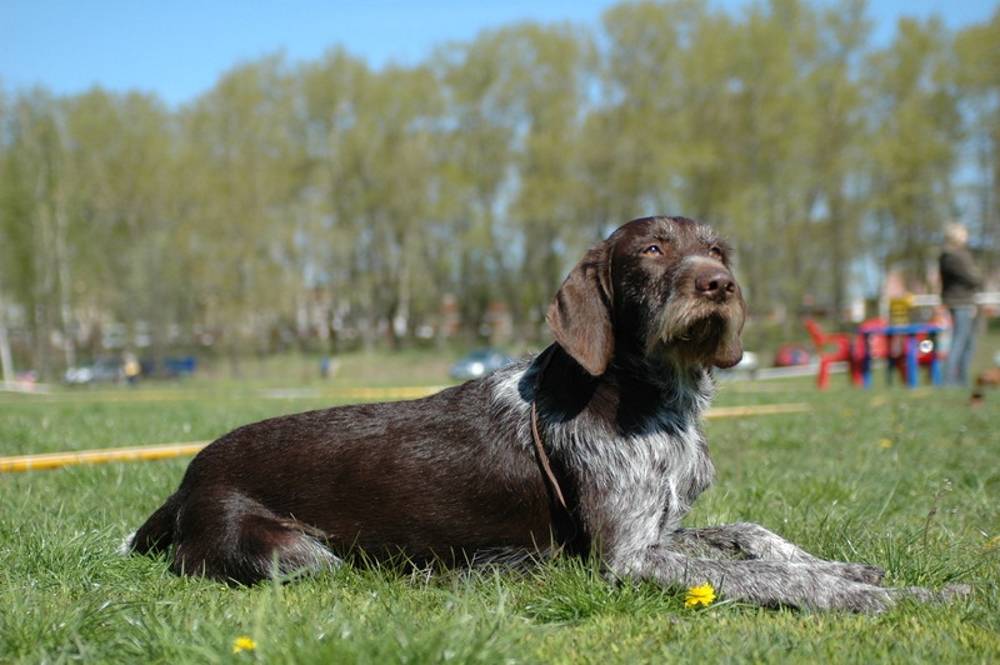 Дратхаар (немецкая жесткошерстная легавая собака): обзор породы с фото и видео