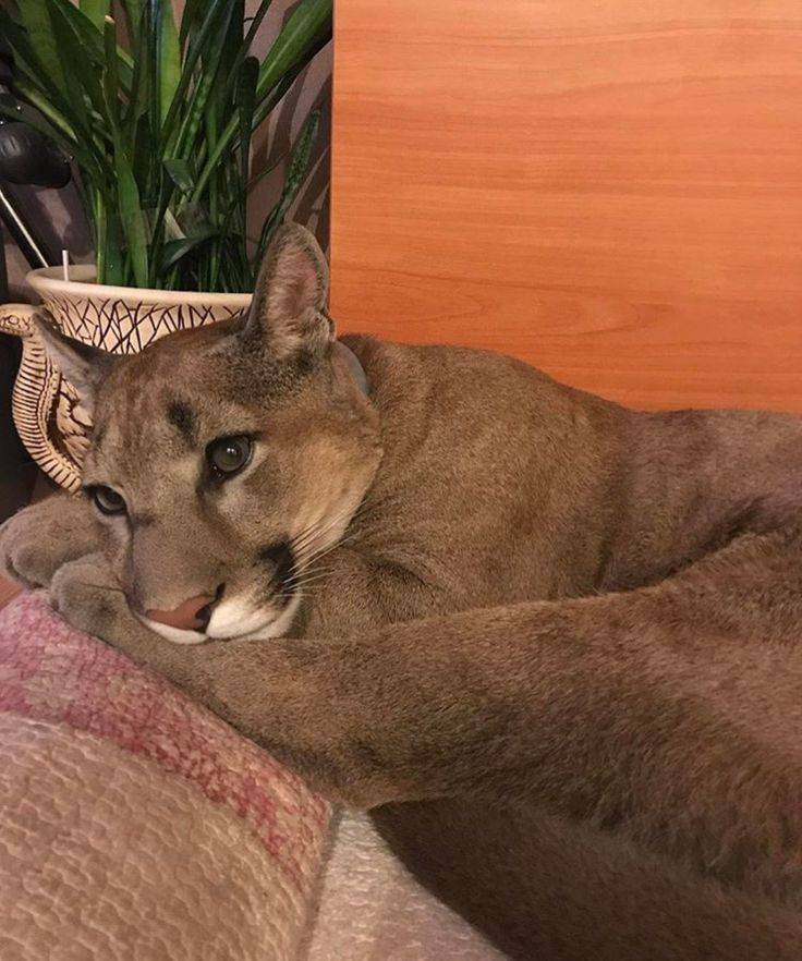 Дикая кошка ягуарунди – маленькая пума: жизнь в естественной среде и в неволе +видео и фото