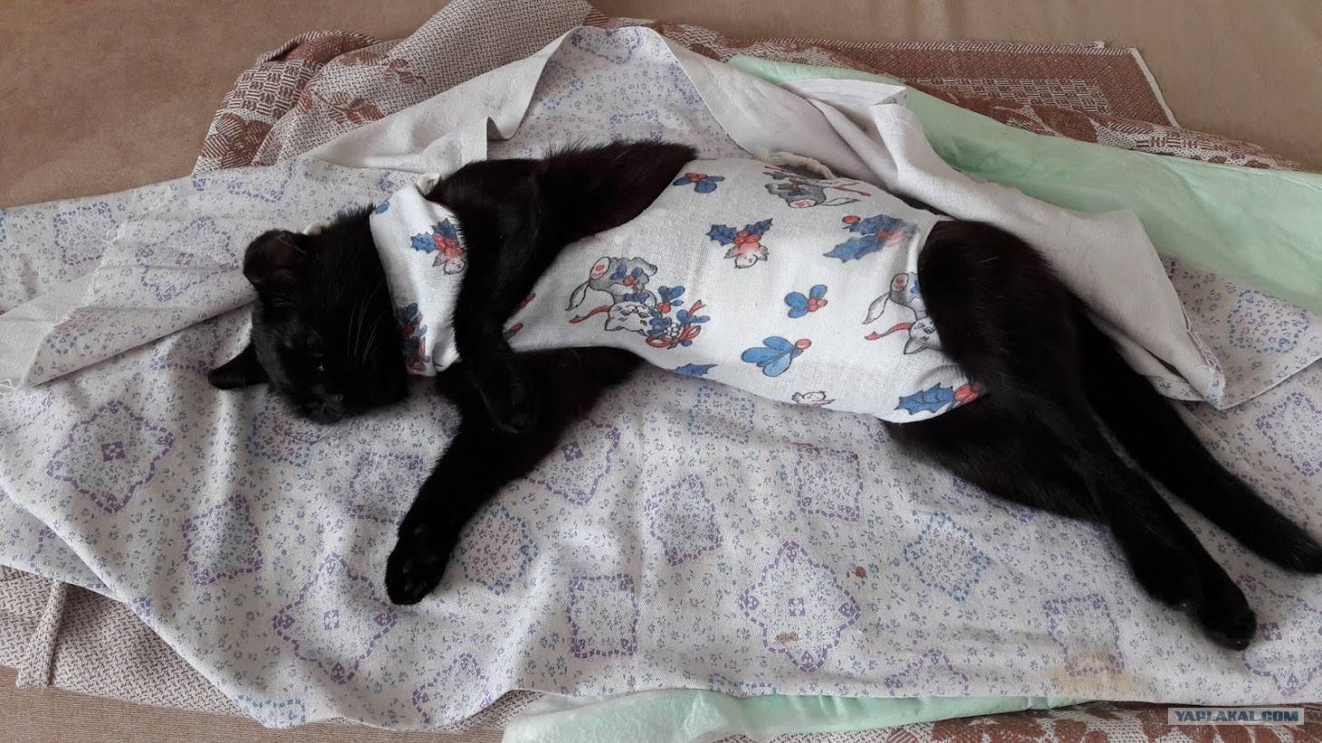 Dobropesik.ru - воротник для кошек и его назначение