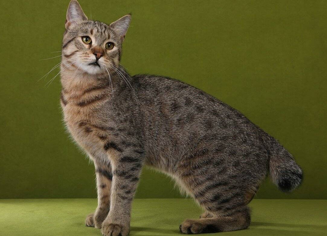 Табби — окрас кошек