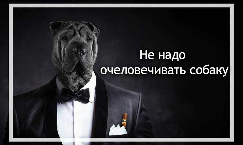 Как воспитывать собаку: спросим профессионалов. хотите вырастить питомца, за которого не стыдно? - автор екатерина данилова - журнал женское мнение