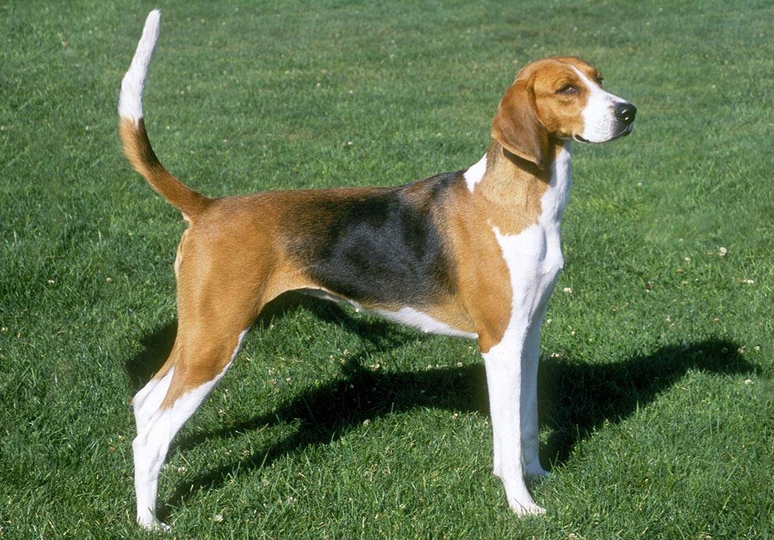 Характеристика собак породы английский фоксхаунд с отзывами и фото