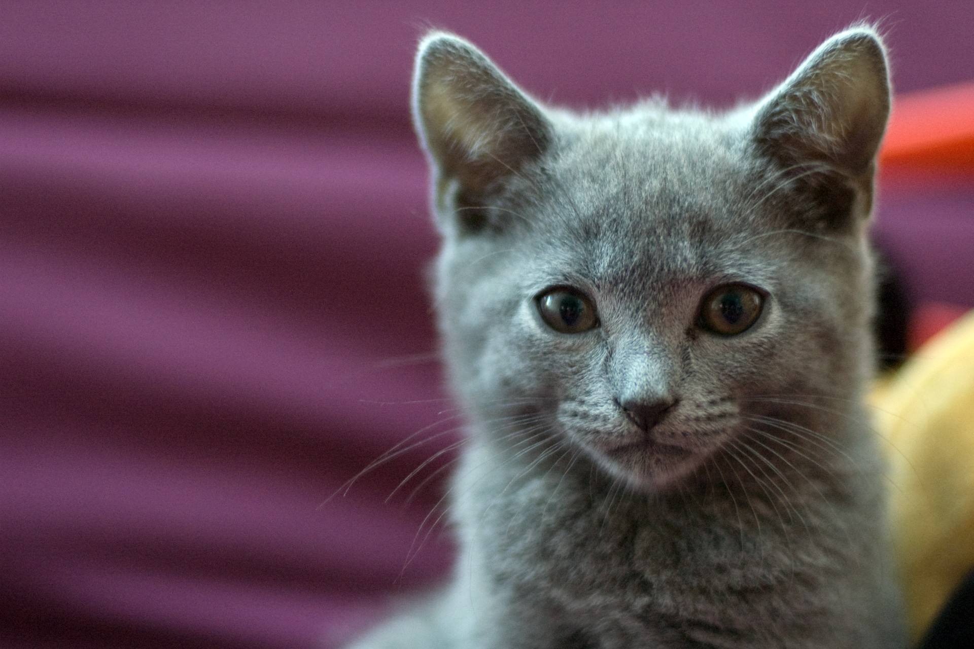 Картезианская кошка – шартрез