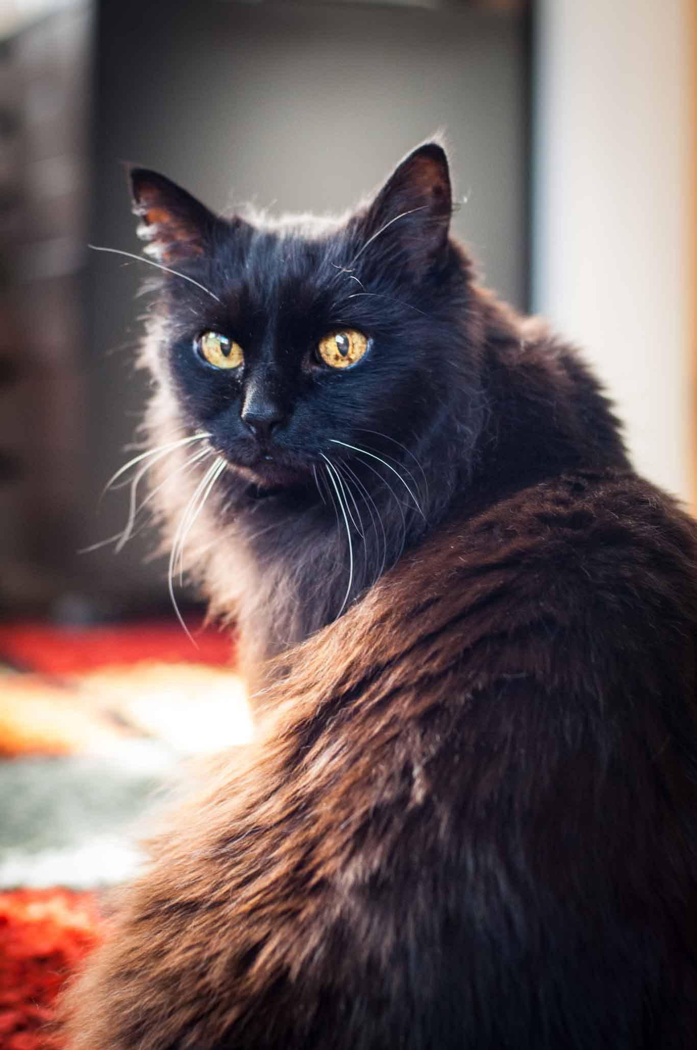 Шантильи-тиффани (25 фото): описание черных кошек, особенности породы. содержание котят и взрослых котов