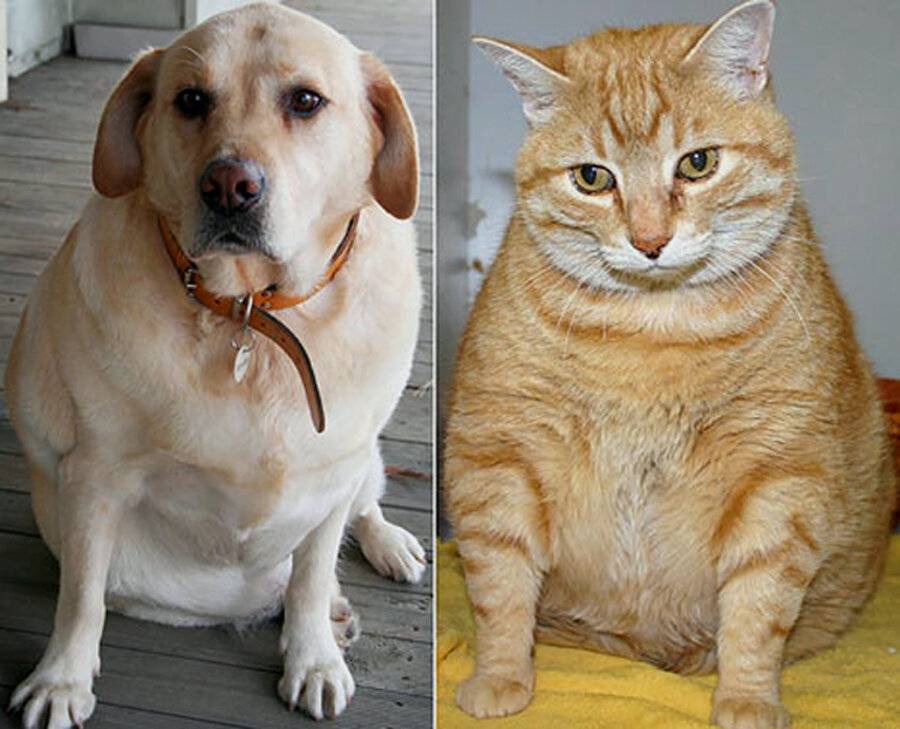 Кошки против собак: какого питомца лучше завести?