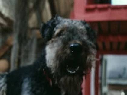 Собака из фильма «приключения электроника»: порода