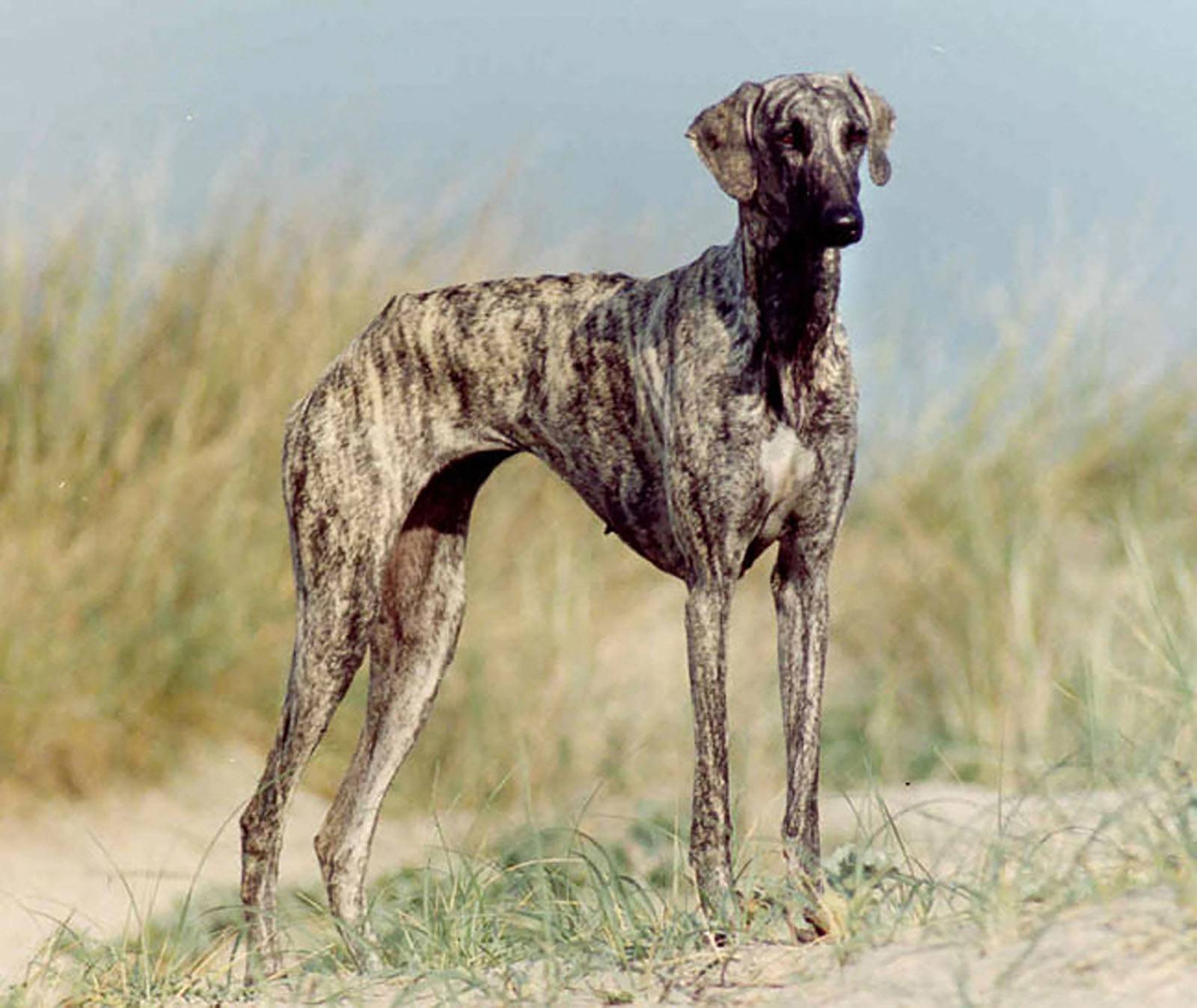 Охотничьи собаки: виды и породы