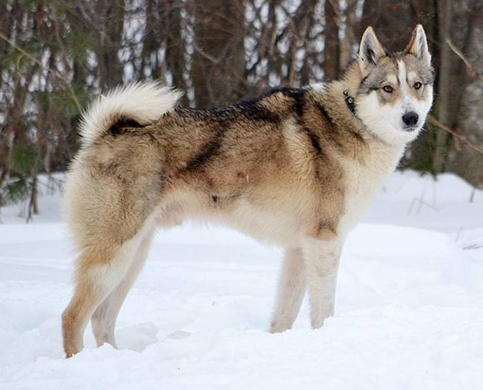 Порода собак якутская лайка - описание, характер, характеристика, фото якутских лаек и видео, цена