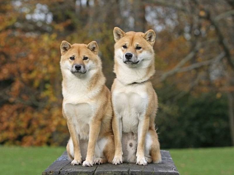 Акита-ину и сиба-ину отличия двух пород собак, различия внешнего вида, характера, ухода, стоимость
