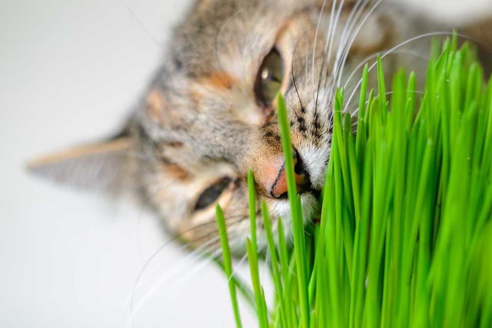 Выращивание травы для кошек в домашних условиях | блог ветклиники "беланта"