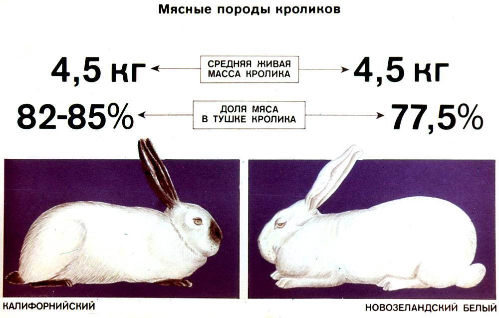 Калифорнийский кролик: описание породы, содержание и уход, характеристика