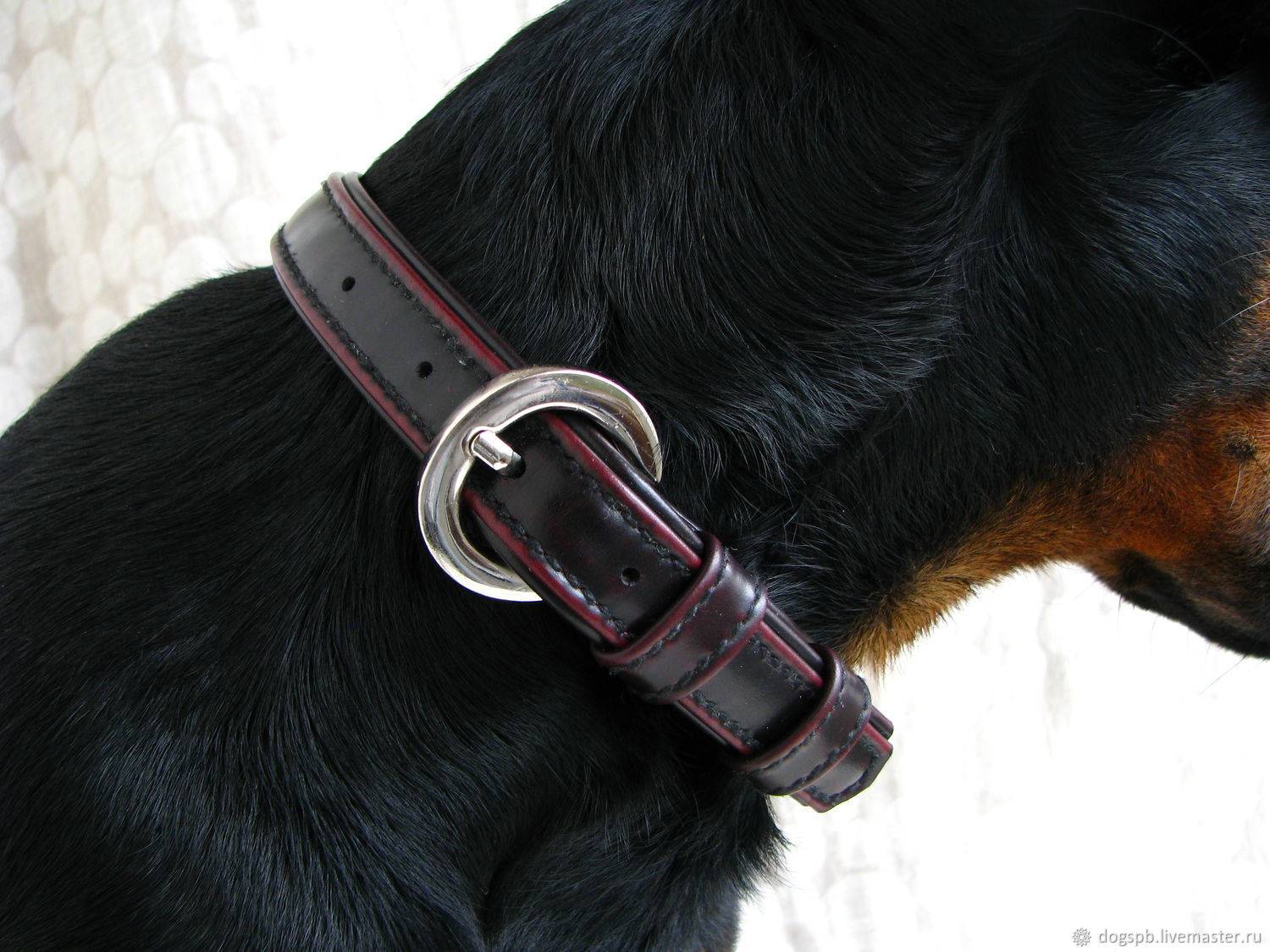 Строгие ошейники: виды, предназначение, правила использования во время дрессировки собаки