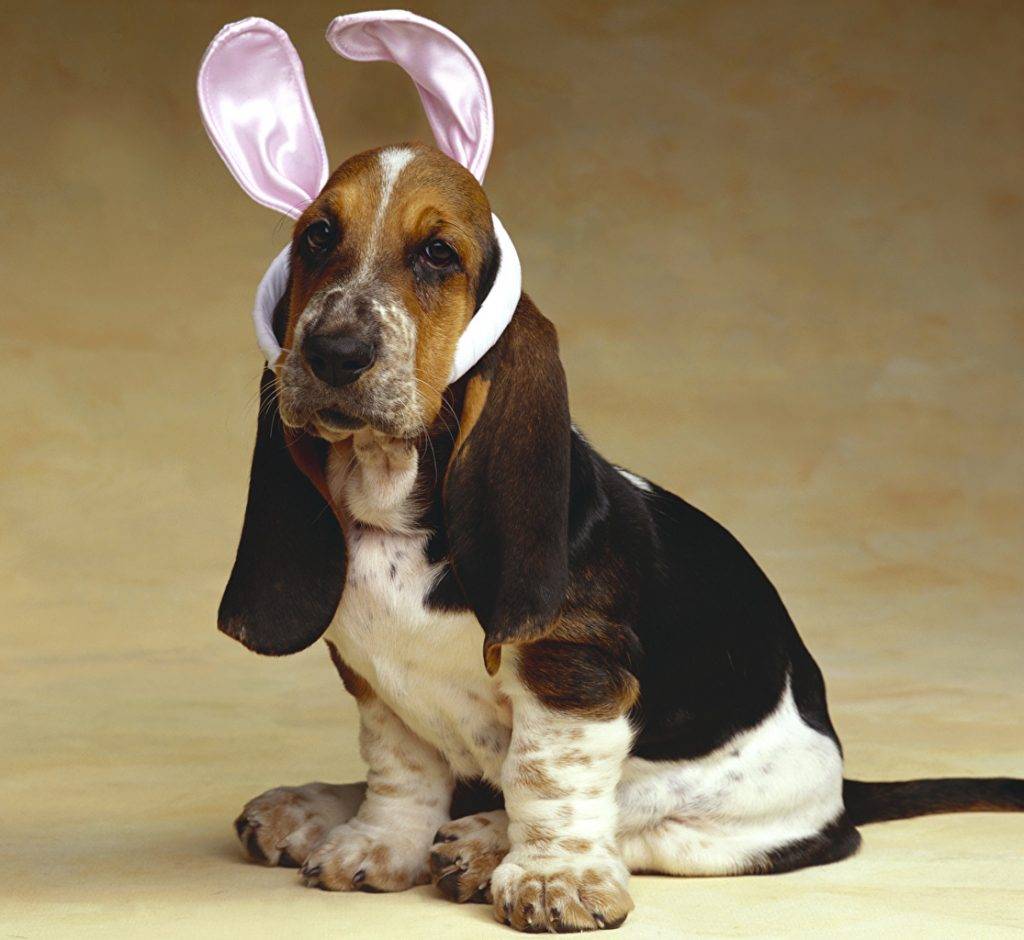 Собака с большими ушами и короткими лапами: порода с фото и названием