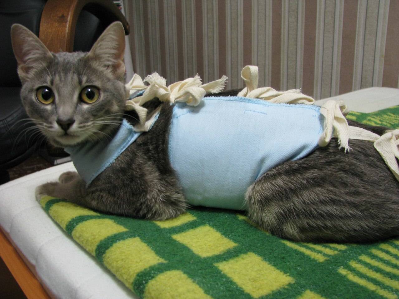 Стерилизация кошки на дому: лапароскопия, отзывы, как ухаживать