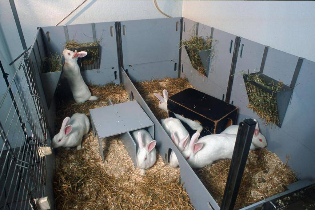 Разведение кроликов для начинающих в домашних условиях и на даче