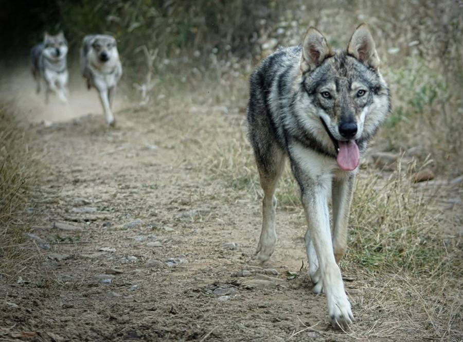 Чехословацкий влчак: описание волчьей собаки, стандарты внешности, уход, цены, фото