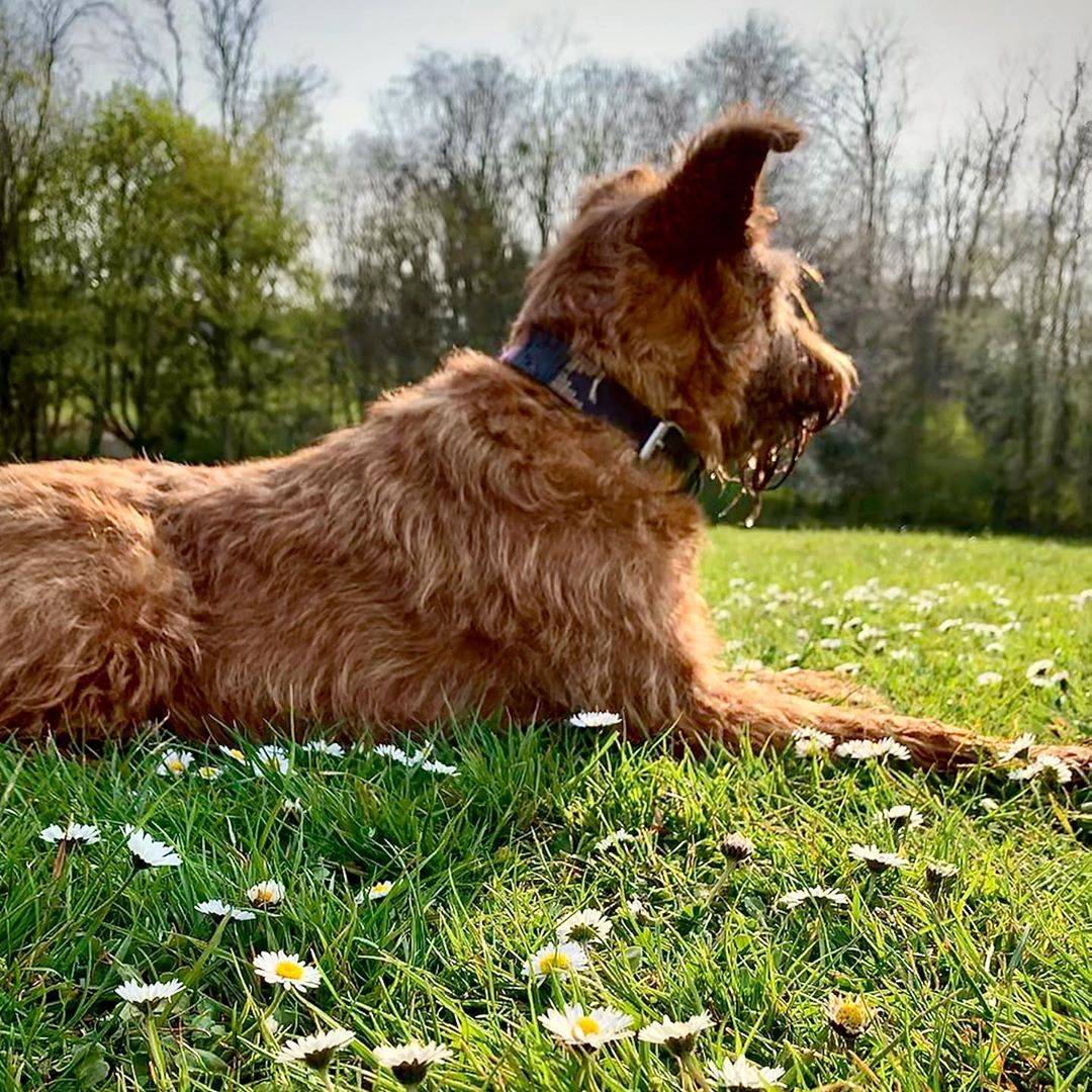 Порода собак ирландский терьер: фото, видео, описание породы и характер